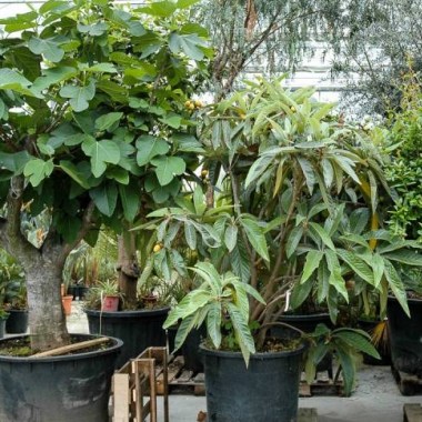 ficus-carica-violette-feigen-feigenbaeume (1)